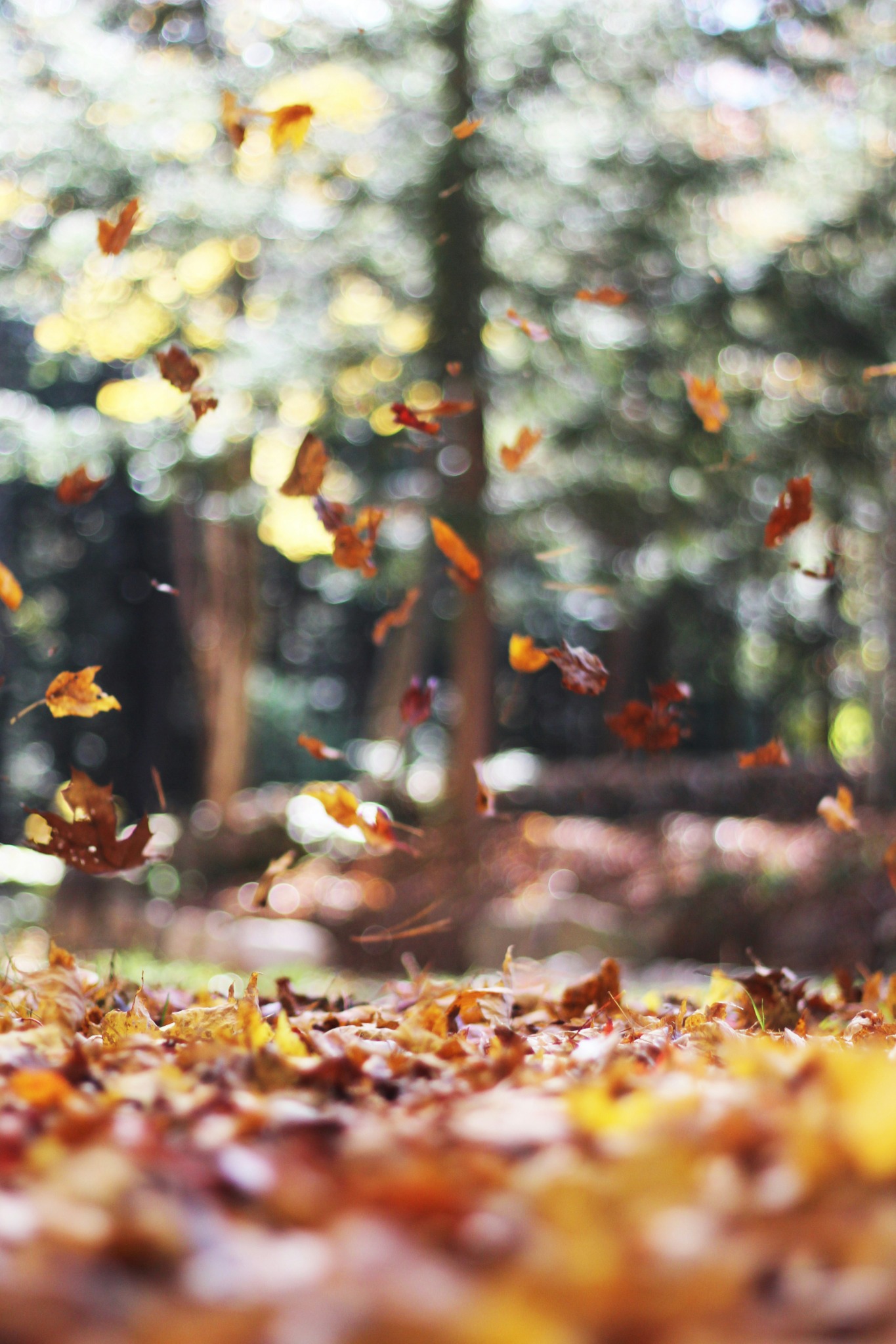 Sous-bois naturel avec feuilles d'automne