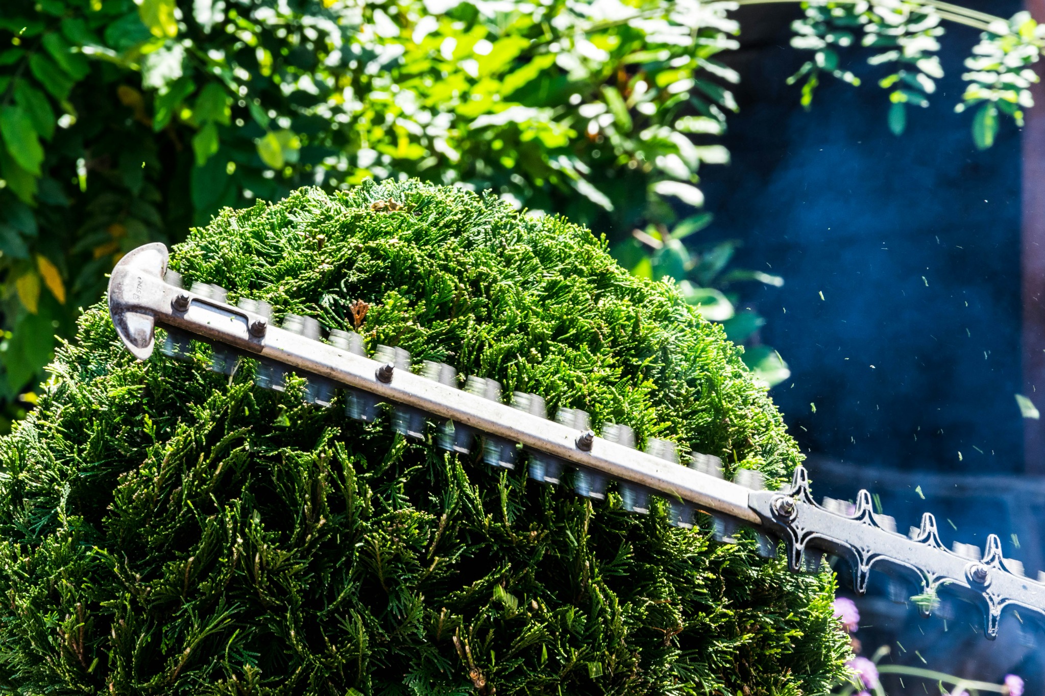 Taille d'un arbuste dans un jardin
